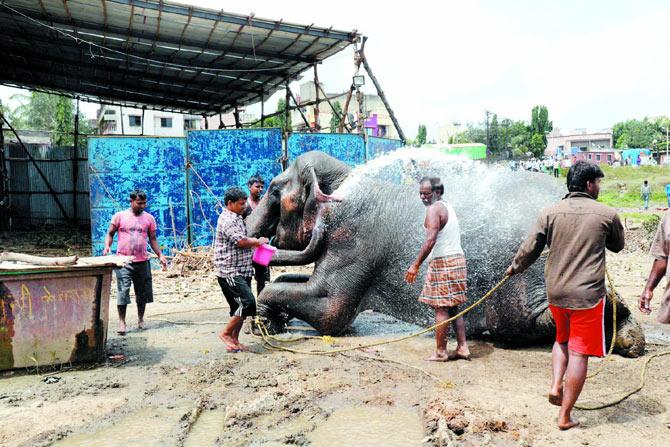 A circus elephant suddenly started running around before being brought back under control after about 3 hours. The incident took place in Bhosari