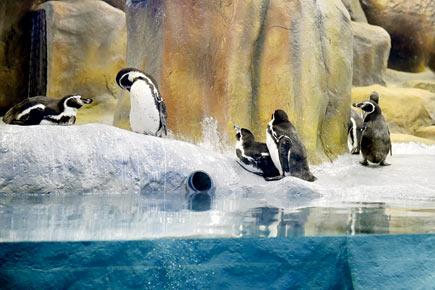 Mumbai: Penguin exhibit in Byculla Zoo is unfriendly for kids!