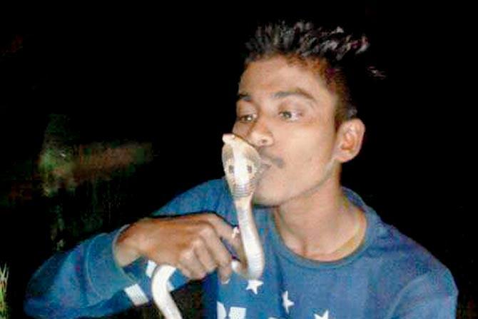 Somnath Mhatre of Belapur succumbed to snakebite while kissing a rescued cobra
