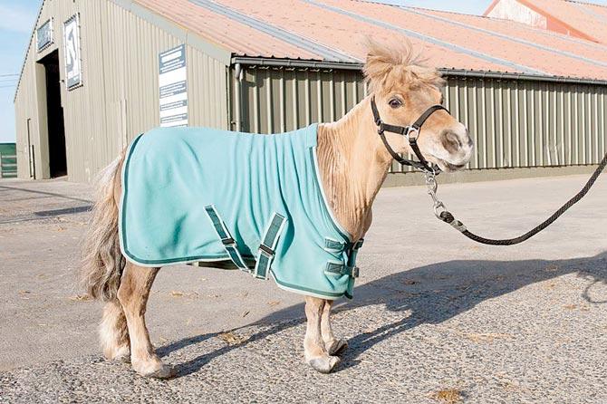 Pony unable to walk as hooves remained untrimmed for 10 years