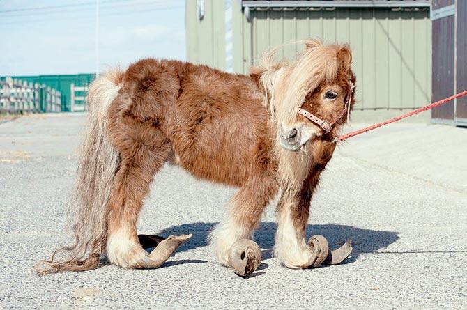 Pony unable to walk as hooves remained untrimmed for 10 years