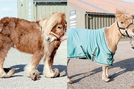 Pony unable to walk as hooves remained untrimmed for 10 years