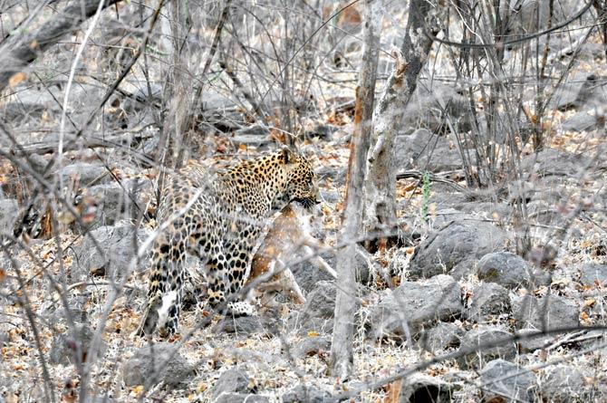 The team on the jeep saw the leopard stalk the fawn, grab it by its neck, and then release it, after which the two ran around each other, before the big cat caught the deer again and ate it. Pics/Ravi Shanker