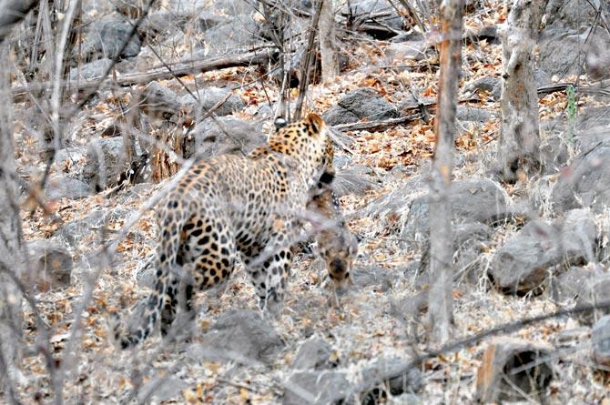 Alarm call of spotted deer because of tiger or leopard 