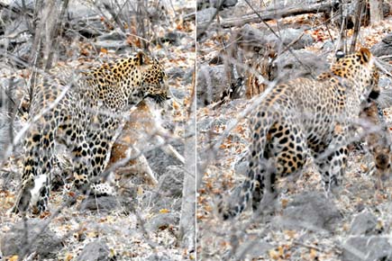 Caught on camera: Leopard plays with deer then eats it in Ranthambore