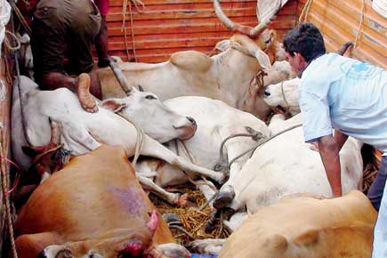 12,000 kg beef seized in 2 days in Mumbai