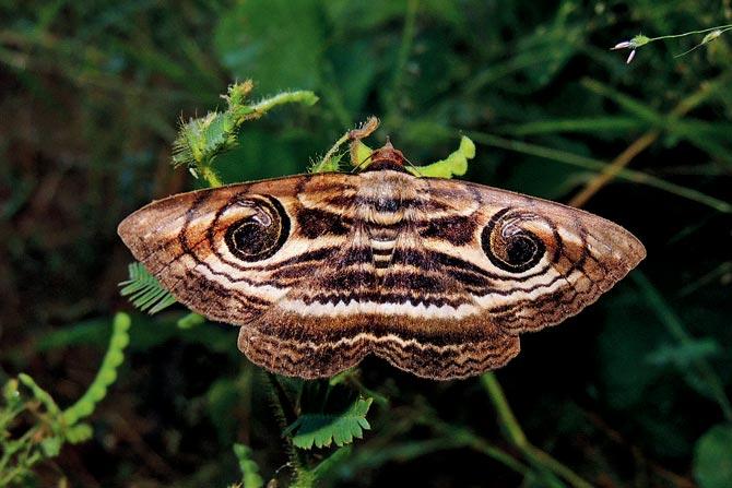 Owlet Moth 