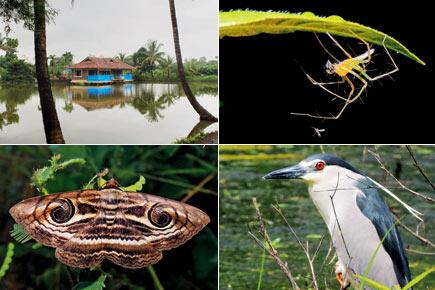 Travel: Weekend getaway to Neral to click winged beauties