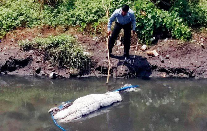After the package was spotted floating, locals called in the police and the fire brigade. After four hours, the object was fished out, and on opening, it was discovered to be filled with dry grass