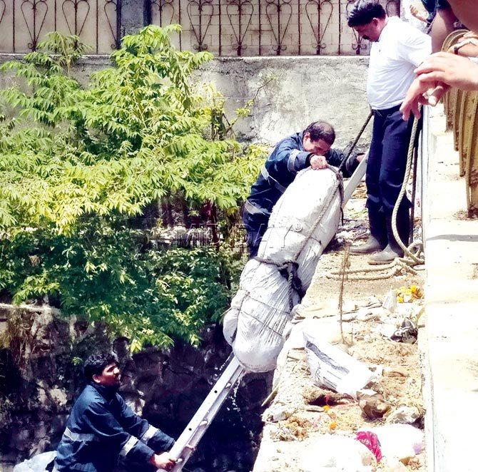 The fire brigade and police officials had to deploy a ladder to fish out the package from the filthy nullah. Pics/Nimesh Dave