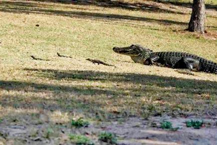 Cute! Mother alligator herds babies across golf course in Florida