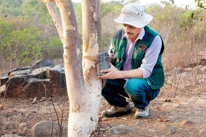 While the jungle cat and the (right) Wildlife photographer Nayan Khanolkar and his team will be installing cameras across the park to study the leopards  