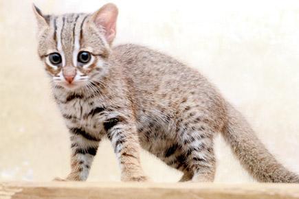 Mumbai: On the hunt for cats of Sanjay Gandhi National Park