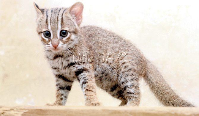 rusty spotted cat are among the small cats found in SGNP, there is little information available on them