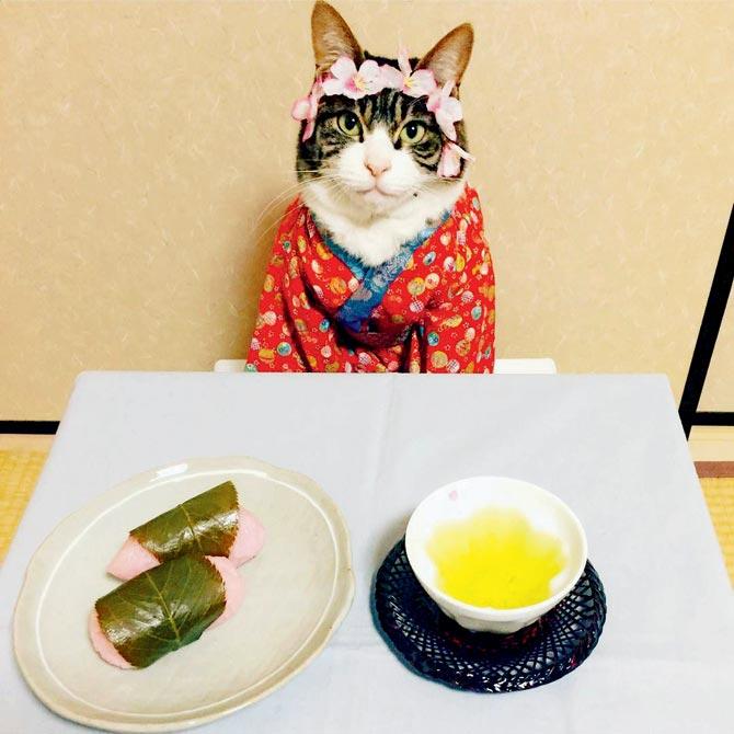 Maro, the cat flaunts Japanese outfits on Instagram