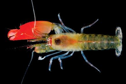 New species of shrimp that produces killer sounds named 'Pink Floyd'