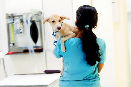 BEST continues to provide power and water to illegal South Mumbai pet clinic