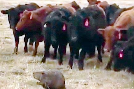 'Leader' beaver accidentally herds 150 cattle across farm