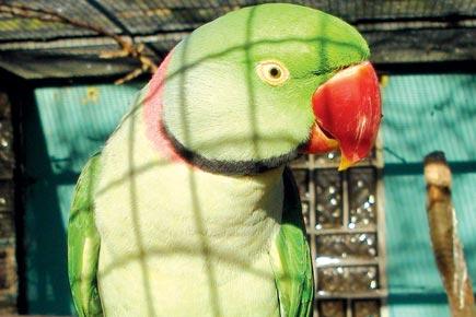 482 smuggled parrots rescued across Mumbai in five years