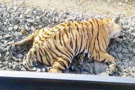 Train runs over tiger in Madhya Pradesh