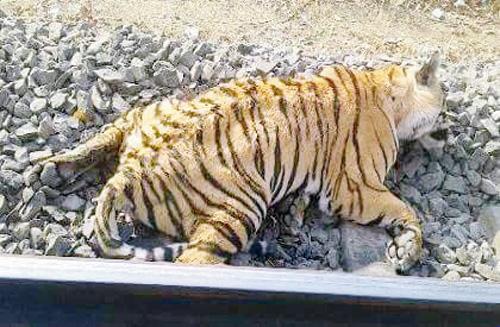 The tiger hit by a train. Pic/Twitter
