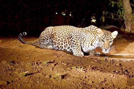 Pregnant leopardess dies after falling in open well in Aurangabad