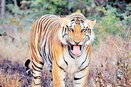 Missing tiger Jai still a mystery for forest department