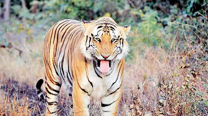 Tiger Jai went missing from the Umred Karhandla Wildlife Sanctuary on April 18, 2016. File Pic