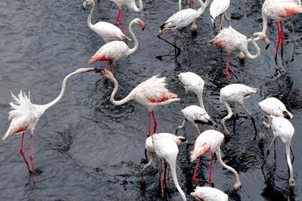 Here's why you should attend this flamingo festival in Mumbai