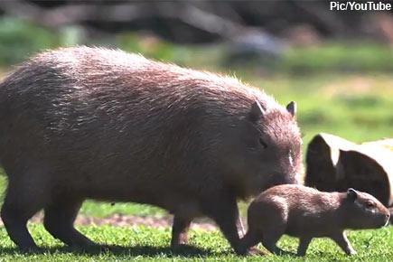 World's largest rodent gives birth in British zoo