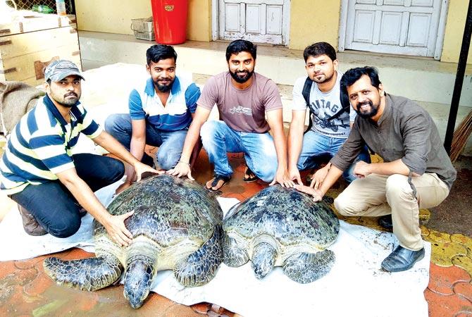 Two months after finding Peace, an endangered green sea turtle, with 1,000 leeches stuck to its body, wildlife activists have nursed it back to health. Dr Dinesh Vinherkar (extreme right) released Peace back into the sea on Wednesday