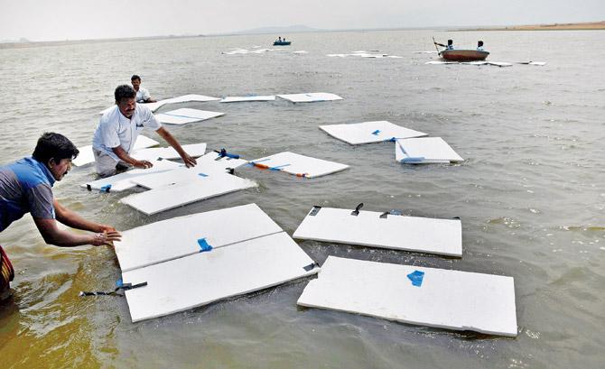 PWD workers float thermocol sheets at Vaigai dam as part of a novel initiative to prevent loss of water through evaporation. Pic/PTI