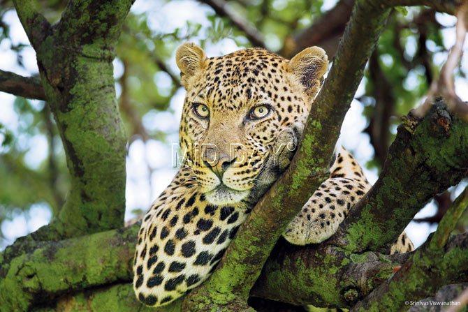 Leopards in Tungareshwar Wildlife Sanctuary