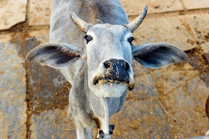 Centre wants UID numbers to keep track of cows. Pic/AFP