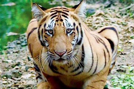 Is tiger Srinivas following in dad Jai's paw prints?