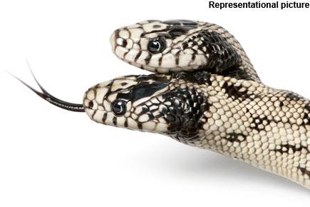 Mumbai: One held for trying to sell rare two-headed snake worth Rs 40 lakh