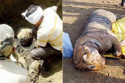 Missing tiger Srinivas found electrocuted