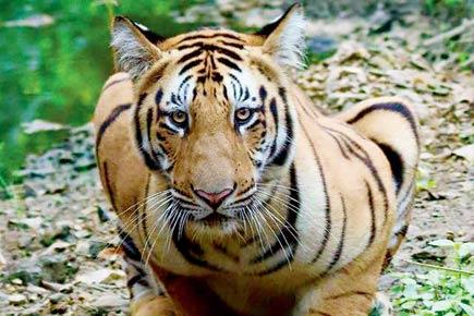 Shocking! 70% tiger deaths have occurred within 'protected areas'