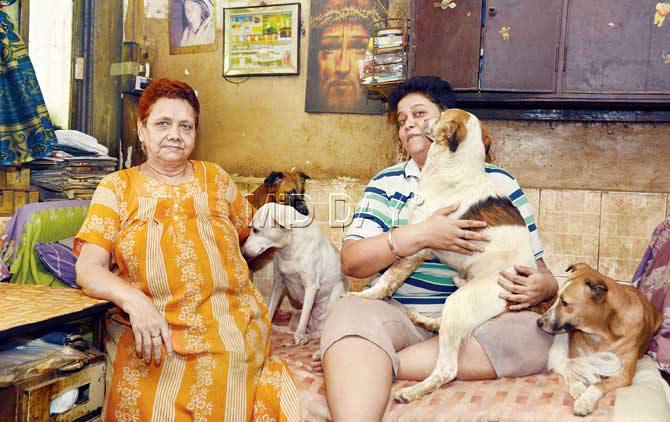 In the last one year, Vikhroli resident Daniel Singh and her 71-year-old mother Jenny have been attacked thrice while feeding strays. It