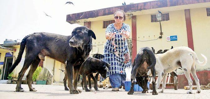 Zahra Ruhani, an animal rights activist feeds stray dogs at Lohra Agadi Nagar, Yari Road. Pic/SAMEERâÂu00c2u0080Âu00c2u0088MARKANDE