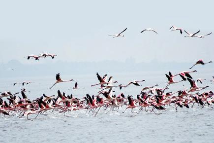 Heaven for bird-watchers! Flamingo sanctuary to open in Airoli this month