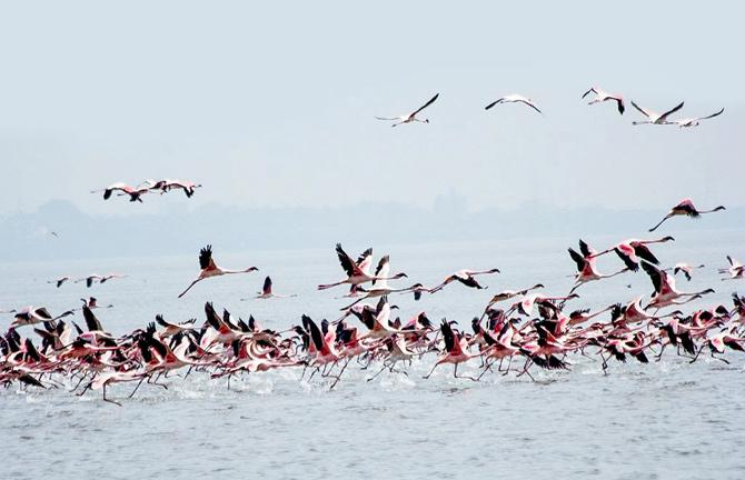Birds in Chilika Lake
