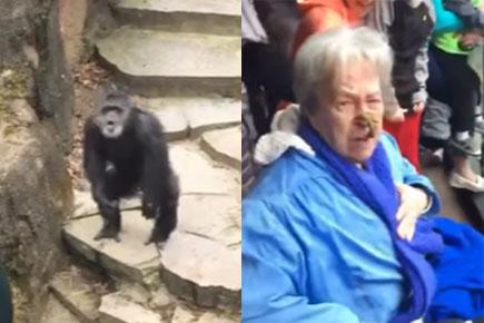 Watch video: Chimpanzee throws poop on old woman at zoo