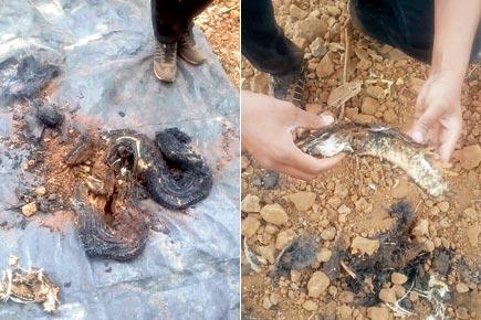 Python gunned down, chopped for being too big to handle