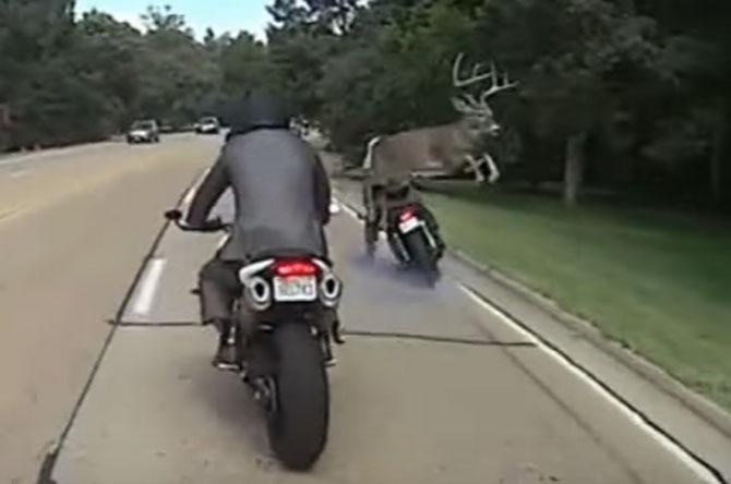 Watch video: Huge deer jumps over motorcyclist, escapes unhurt
