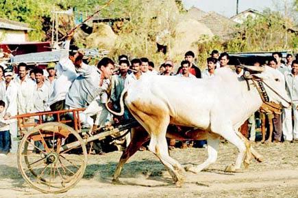 Maharashtra to resume bullock cart races