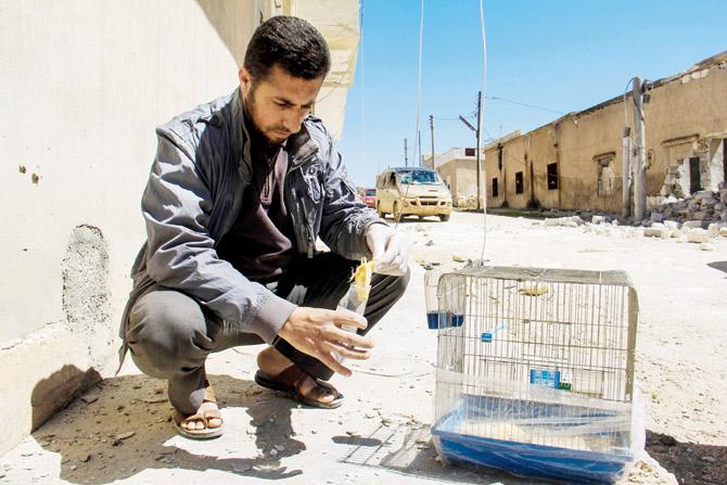 A Syrian man collects and bags the body of a dead bird, reportedly killed by a suspected toxic gas attack in Khan Sheikhoun. Reports have suggested it was a mass chemical attack by the government. Pic/AFP