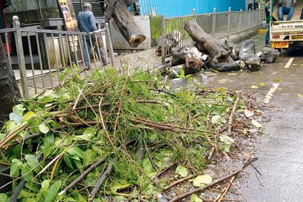 80% of the time, BMC takes no action against illegal tree trimming