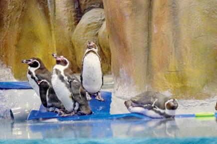Love blooms in Byculla! Humboldt penguins Donald and Daisy cosy up in zoo