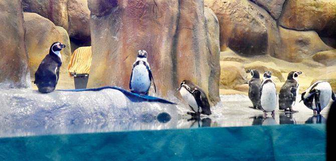 A cage has been installed inside the exhibit to facilitate penguin breeding 